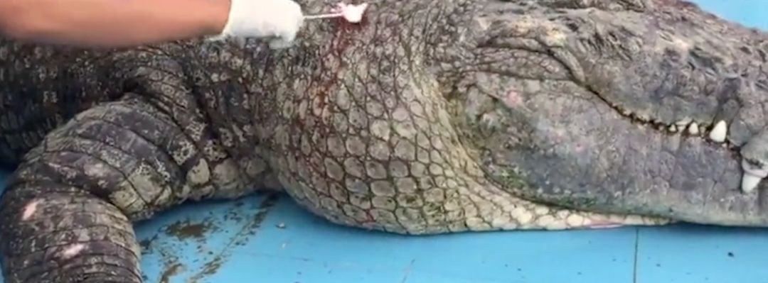 用石头砸鳄鱼,鳄鱼被石头砸伤真假