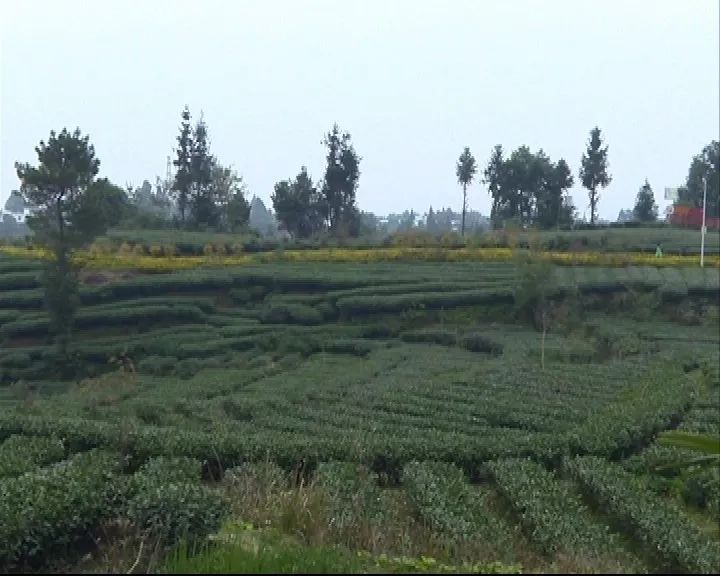 农旅结合景观设计,农旅融合风光无限