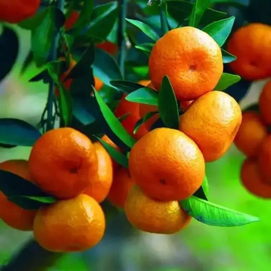 昆山百年公园怎么样,昆山百年公园规划图