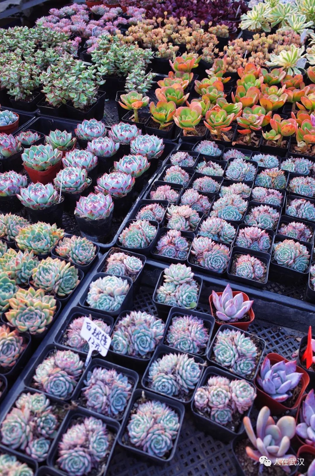 花市买10元3盆多肉,武汉多肉花卉便宜