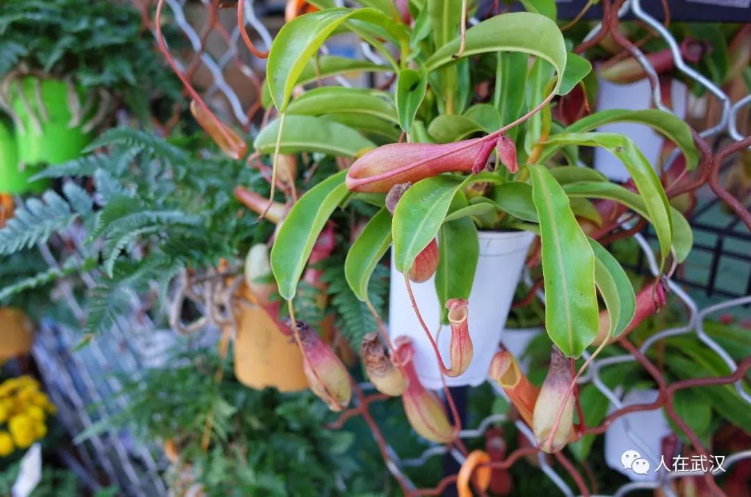 花市买10元3盆多肉,武汉多肉花卉便宜