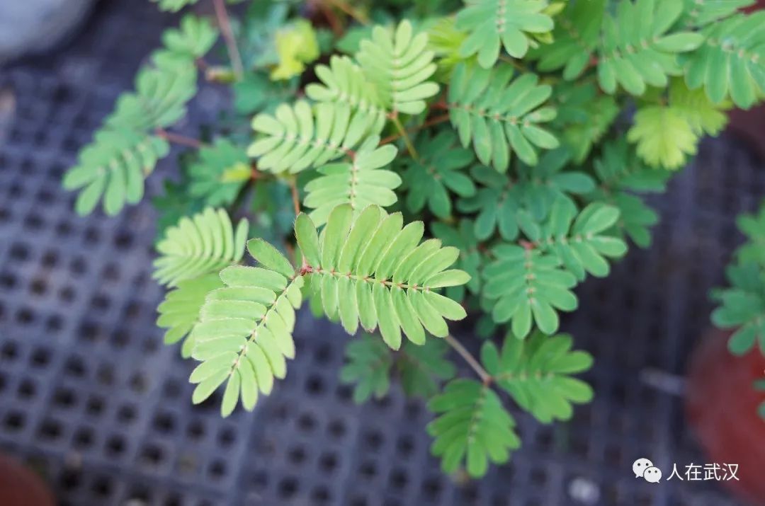 花市买10元3盆多肉,武汉多肉花卉便宜