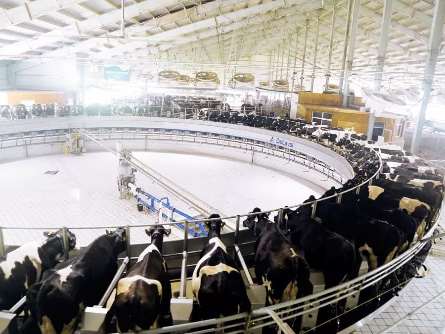 为了身体健康让孩子喝牛奶,让孩子喝上放心的牛奶就那么难吗