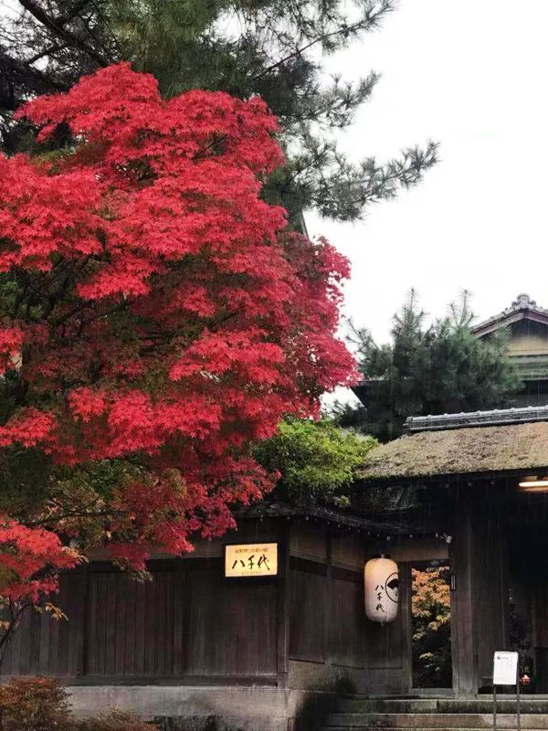 旅行V周报｜环球搜罗圣诞礼品让你的礼物有品又有型更有双十一剁手资讯不容错过！