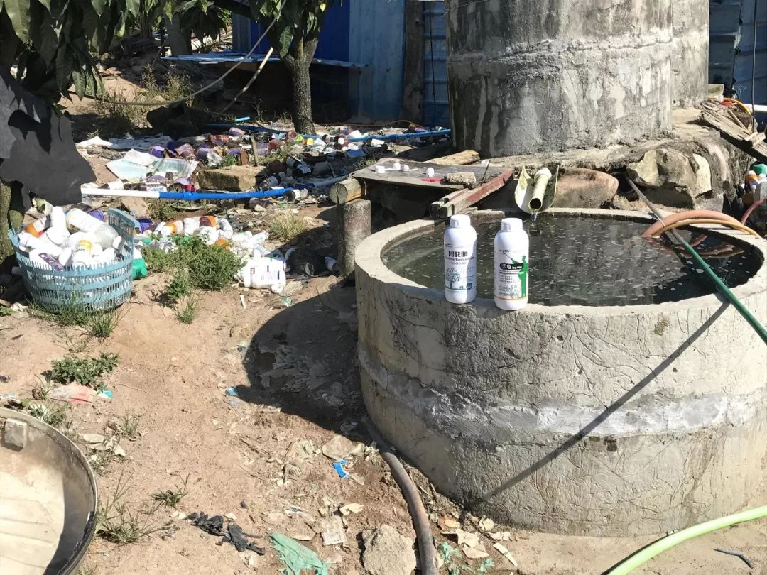 芒果催花卡壳解决方法,什么原因芒果催花失败