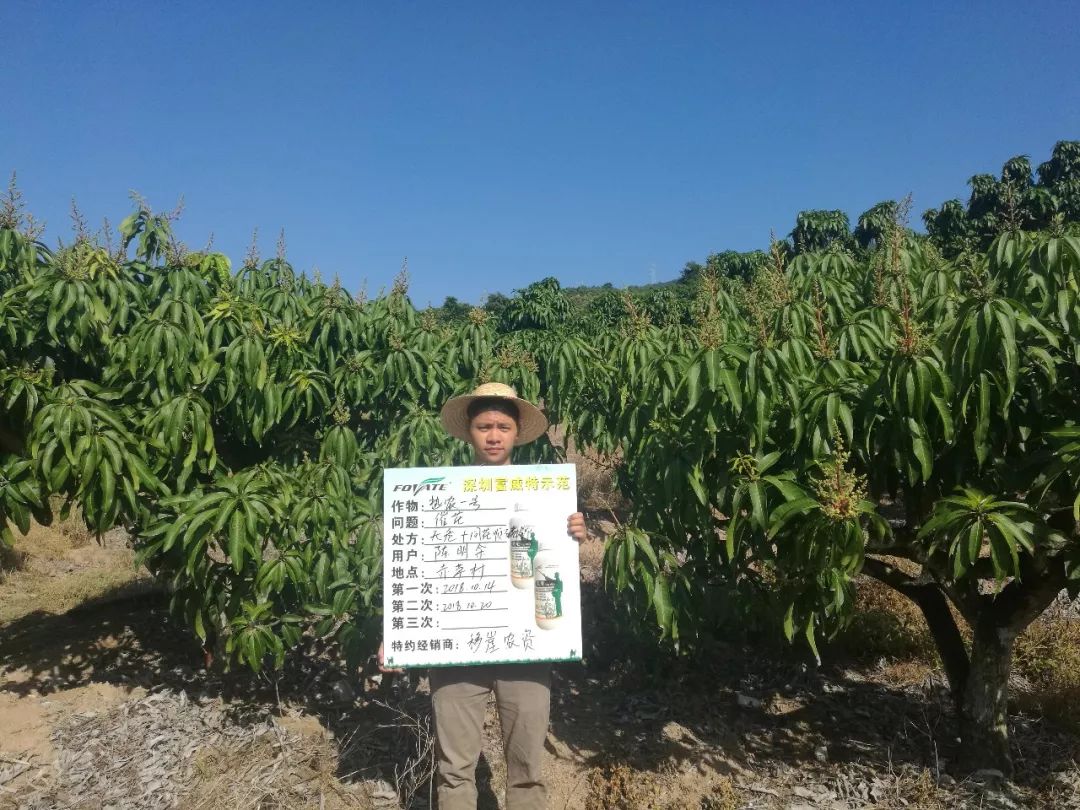 芒果催花卡壳解决方法,什么原因芒果催花失败