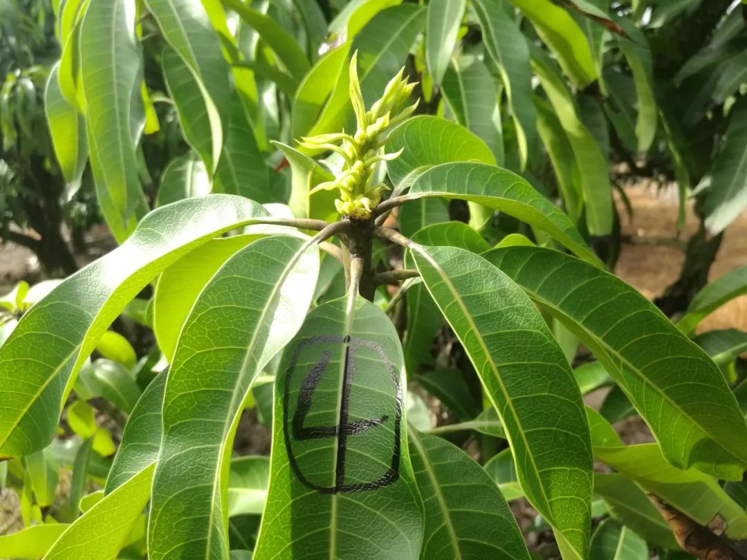 芒果催花卡壳解决方法,什么原因芒果催花失败