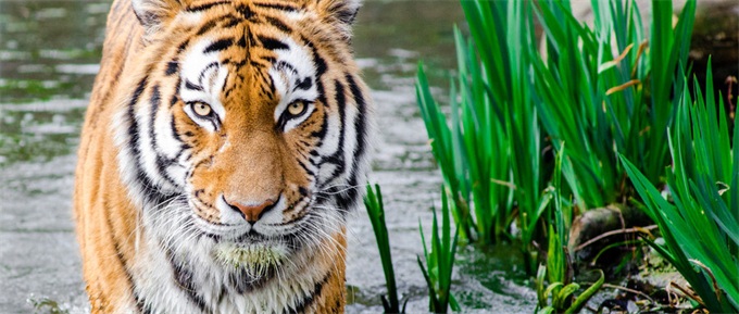 经济学人全球头条：王思聪向乐视索赔，*电总广局**规定片酬，苹果证实屏幕问题