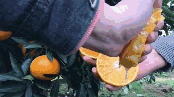 谨慎“柑”！桔子中的“爱马仕”即将空降义乌（粉丝专享价，仅预售两天！）