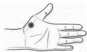 手上这块肉一看就知身体好不好,手掌上这块肉身体问题一看就知道