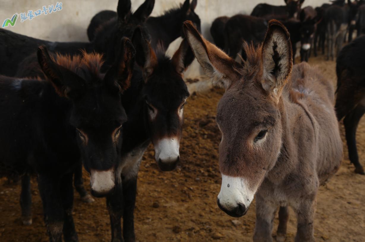 驴脱贫致富新路径,脱贫攻坚养殖致富新路子