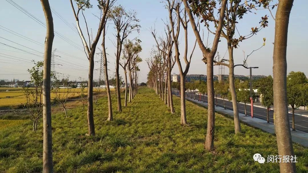 快，换上跑鞋，到上海最美林荫道中，参加欢乐嘉年华！