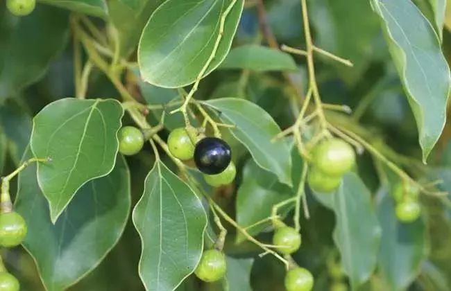 泰国治癣的药膏排行榜,泰国治疗皮肤癣的药膏