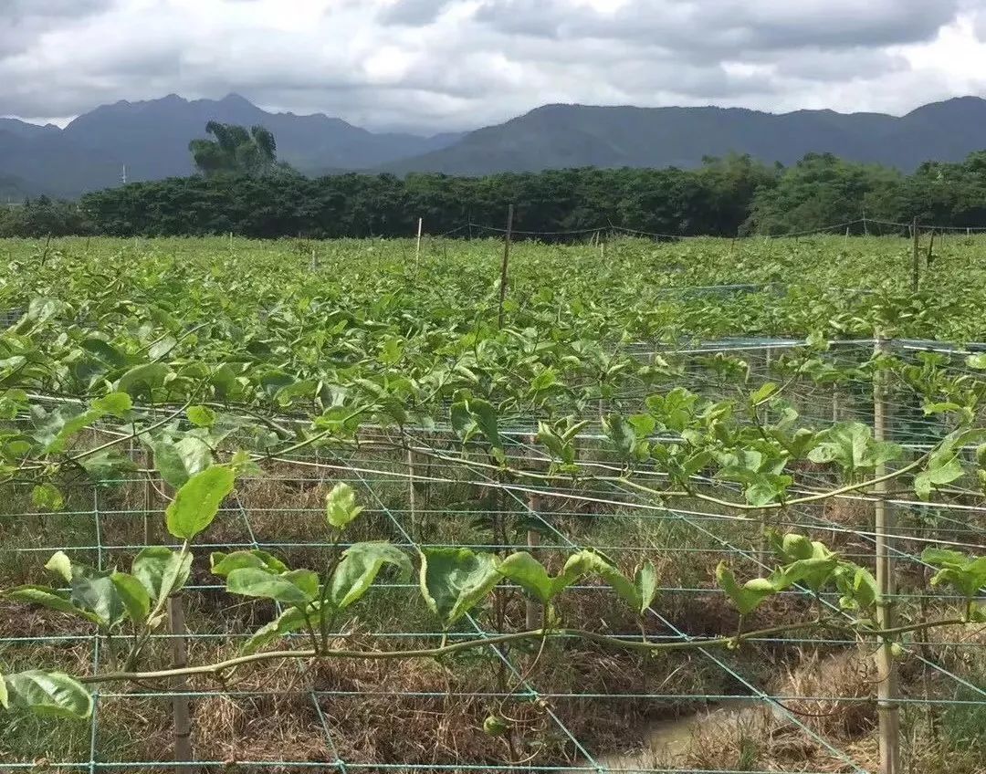 黄金百香果3到5斤装,自带蜂蜜味的黄金百香果