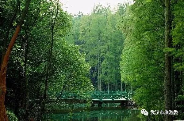 本周新鲜｜黄鹤楼新增入园神器，九真山秋景倒计时，红遍北上广的喜茶来啦！