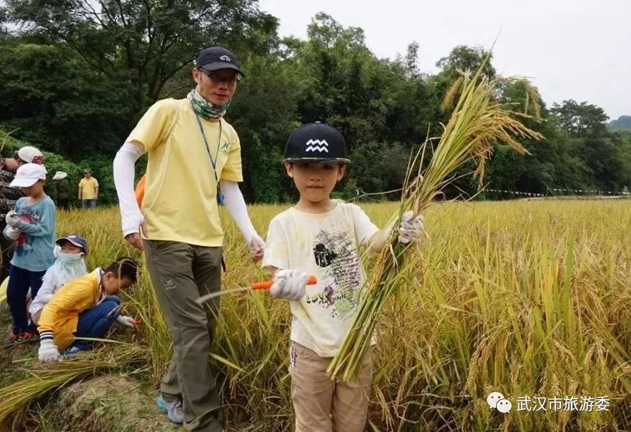 本周新鲜｜黄鹤楼新增入园神器，九真山秋景倒计时，红遍北上广的喜茶来啦！