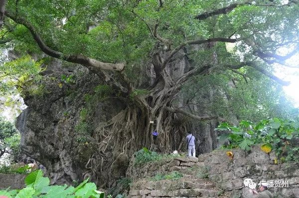 贺州新媒体采风活动第一站,广西贺州相约寿城