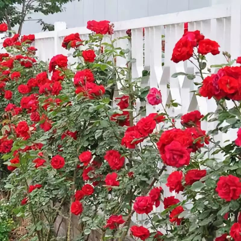 怎样才能让藤本月季快速成为花墙,做花墙最好的藤本月季品种