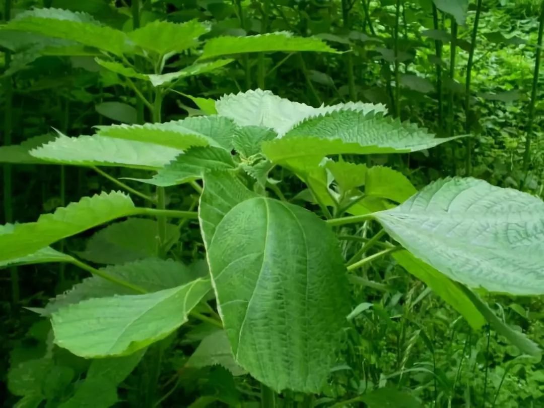 利用秸秆做袜子,用泥土做袜子