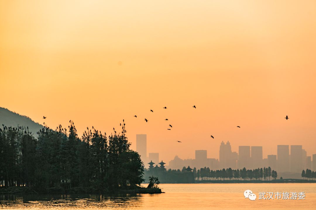 武汉市观鸟最佳的湿地公园,武汉湿地公园鸟类