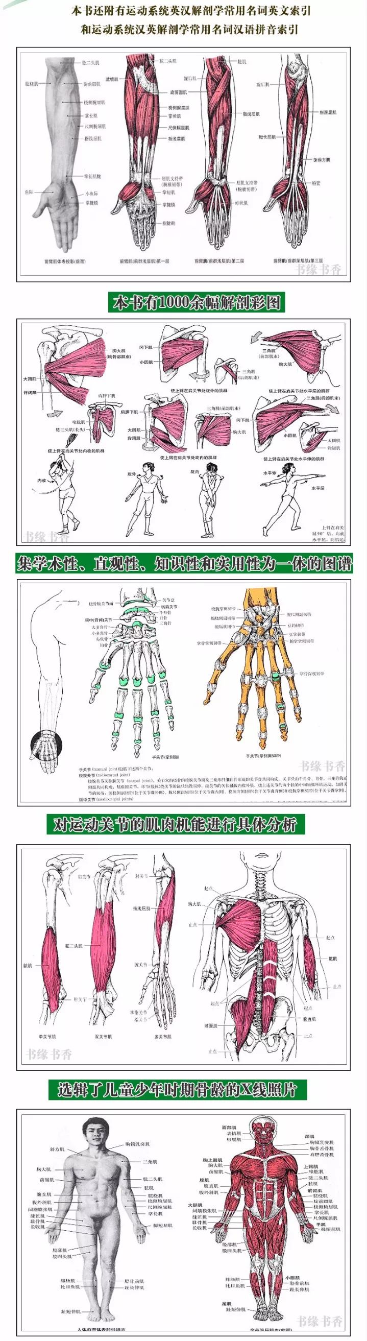 康复人必学的解剖教程/视频/电子书大合集，点击领取