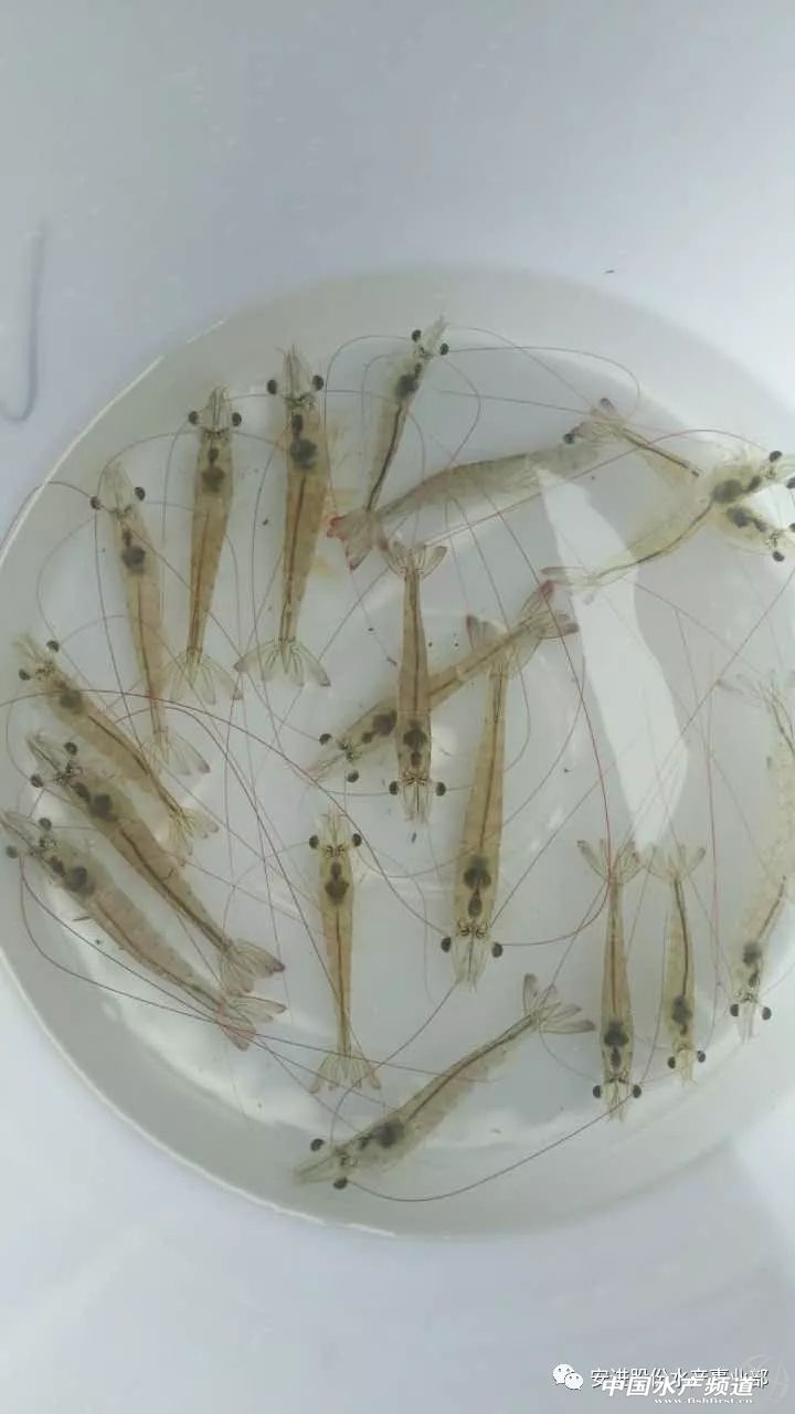 南美对虾小苗空肠空胃怎么引起的,对虾空肠空胃的治疗