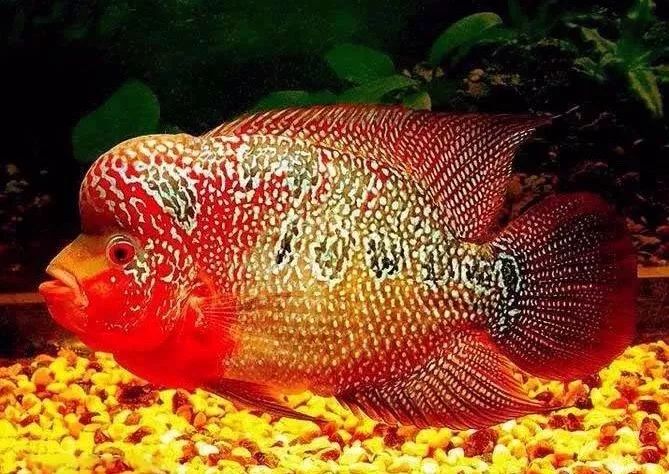 小罗不吃东西就代表出问题了吗？