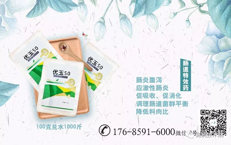 肉鸡坏死性肠炎怎么办,肉鸡肠炎的症状和治疗方法