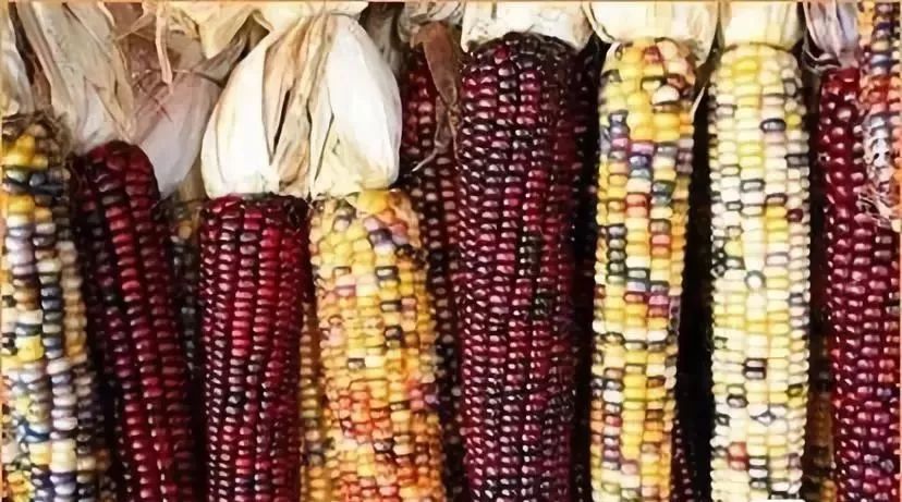 现在吃的蔬菜是不是都是转基因的,哪些是非转基因的蔬菜