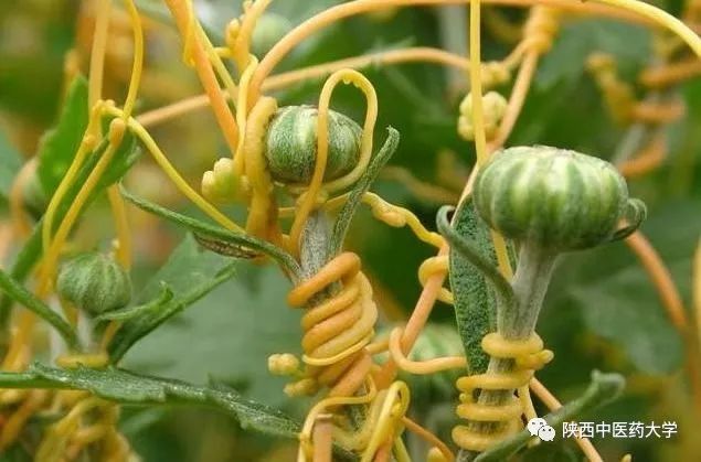 毒液的视角看毒液,医学生眼中的饮料图片