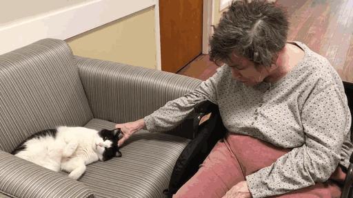 养猫的用处每一个都好硬核 (年轻人养猫和老人养猫的区别)