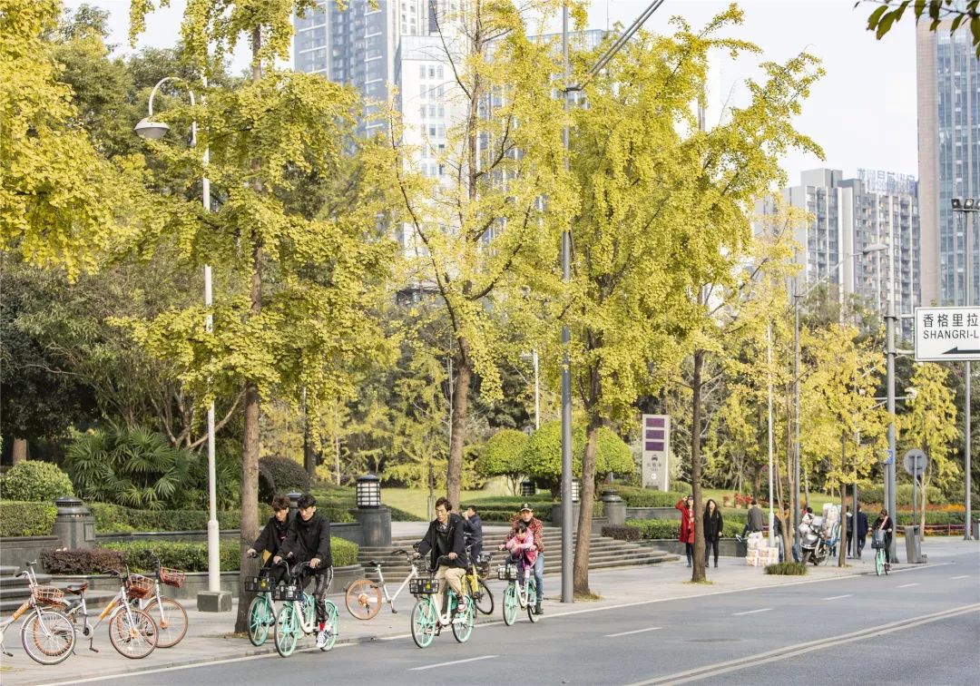 成都锦江边最漂亮的银杏,成都银杏美图