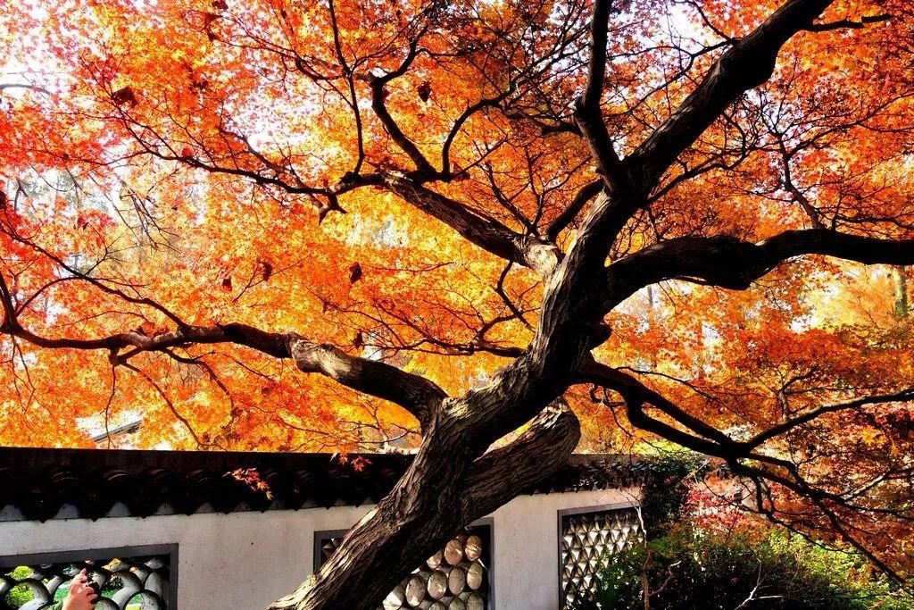 厉害了！再过不久，上海这些地方要“火”了！乘公共交通去围观