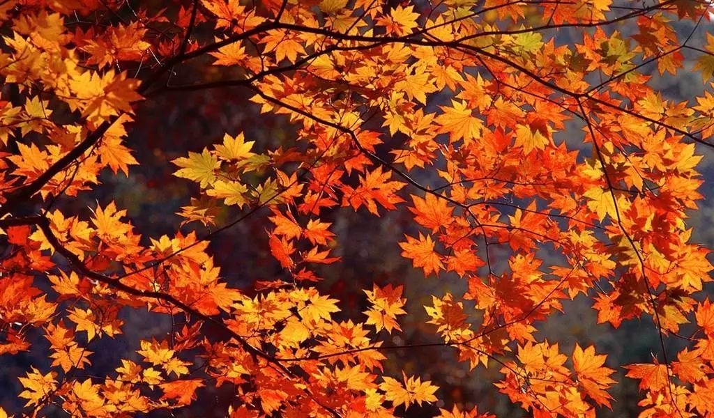 厉害了！再过不久，上海这些地方要“火”了！乘公共交通去围观