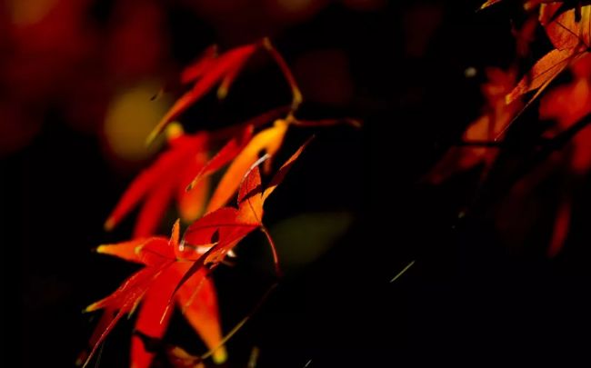 厉害了！再过不久，上海这些地方要“火”了！乘公共交通去围观