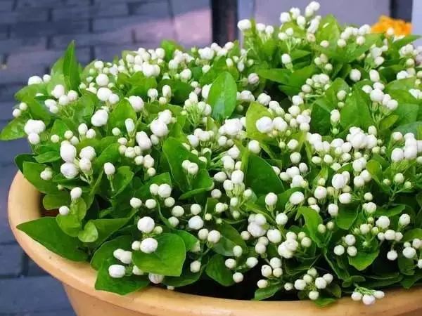 家中总有人生病摆放什么镇宅,家人生病家里摆什么物件