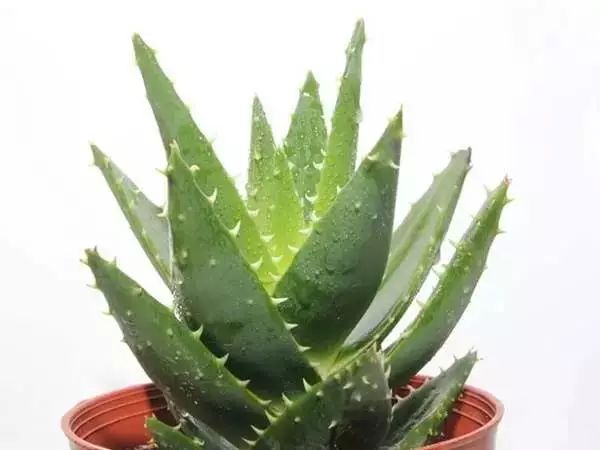 家中总有人生病摆放什么镇宅,家人生病家里摆什么物件