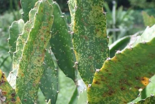 火龙果主要病虫害及防治,火龙果怎么防治病虫害