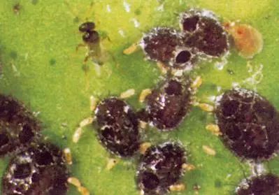 火龙果主要病虫害及防治,火龙果怎么防治病虫害