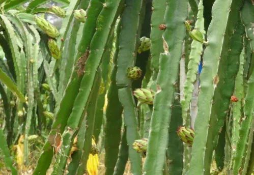 火龙果主要病虫害及防治,火龙果怎么防治病虫害