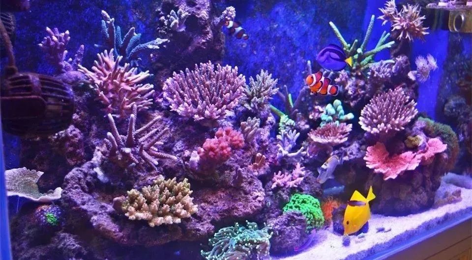 sps海缸ph多少最佳,海缸sps要多久才能下