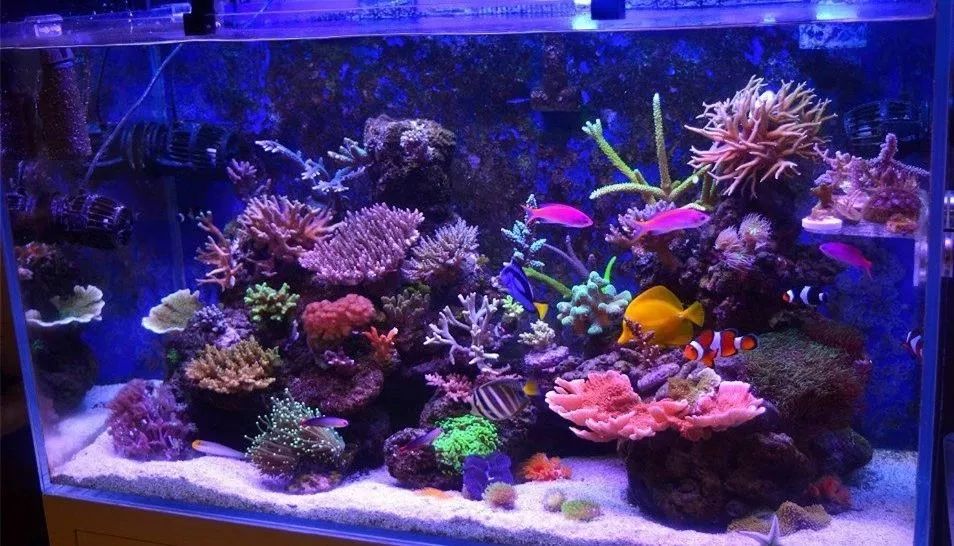 sps海缸ph多少最佳,海缸sps要多久才能下