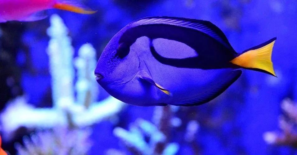 sps海缸ph多少最佳,海缸sps要多久才能下