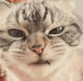 pola最值得买的套装,pola真的是最好用的色