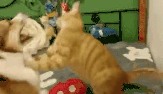 看猫咪如何对狗狗大打出手,猫狗大战猫咪