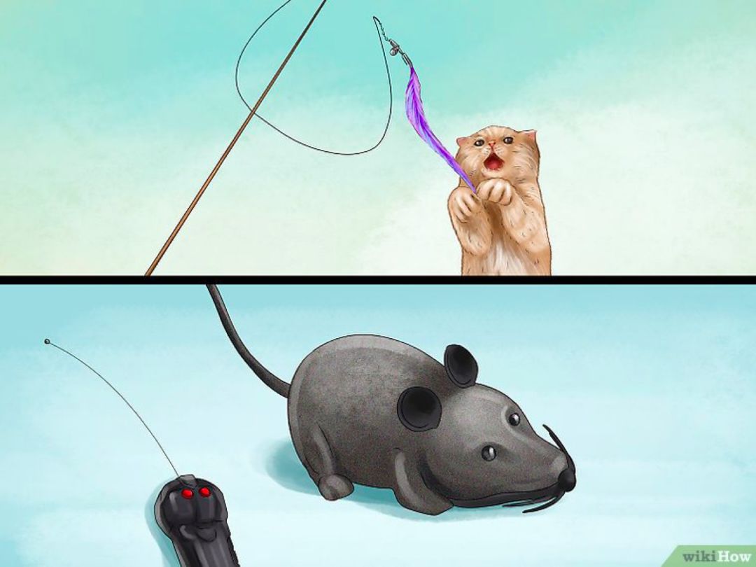 看猫咪如何对狗狗大打出手,猫狗大战猫咪