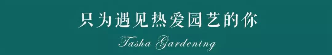 日本大师金奖盆栽,日本月季盆景大师