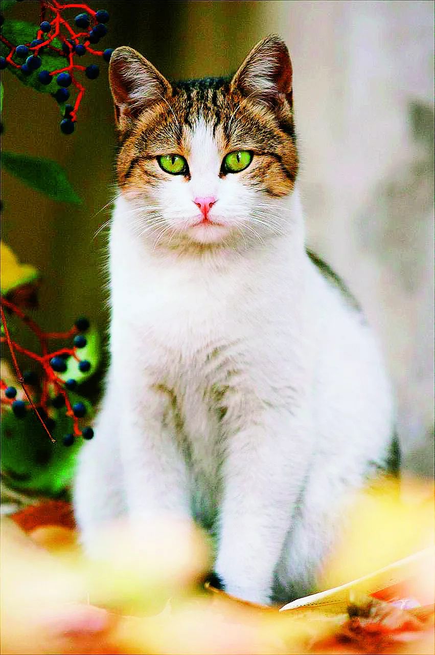 猫咪眼睛怎么治疗最好,猫咪眼睛的疾病怎么治疗