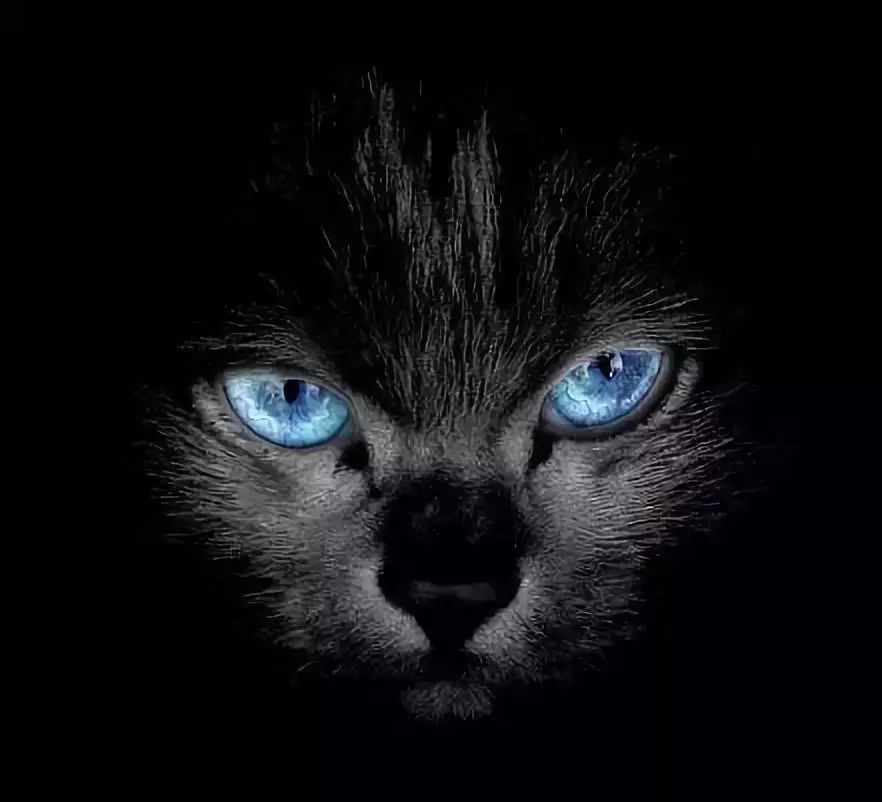 猫咪眼睛怎么治疗最好,猫咪眼睛的疾病怎么治疗