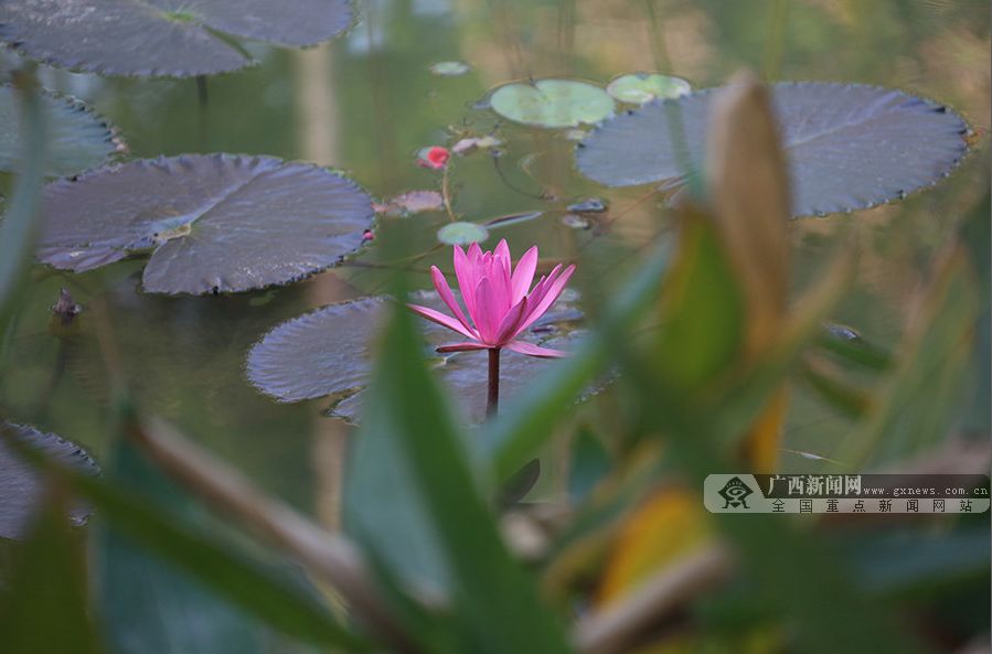 南宁2019年马拉松选手猝死,南宁马拉松规定的时间限制